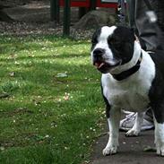 Staffordshire bull terrier Buster