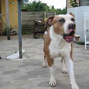 Amerikansk staffordshire terrier Kasan