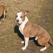 Amerikansk staffordshire terrier Kasan