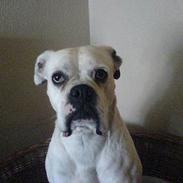 Boxer R.I.P min elskede Tanya! 