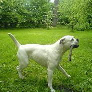 Boxer R.I.P min elskede Tanya! 