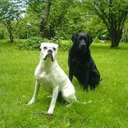 Boxer R.I.P min elskede Tanya! 