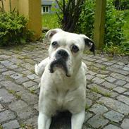 Boxer R.I.P min elskede Tanya! 