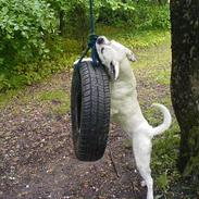 Boxer R.I.P min elskede Tanya! 