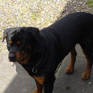 Rottweiler Tyson