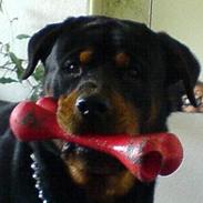 Rottweiler Tyson