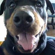 Rottweiler Tyson