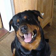 Rottweiler Tyson