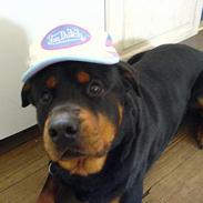 Rottweiler Tyson