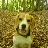 Beagle Sofus (lille Y)