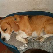 Beagle Sofus (lille Y)