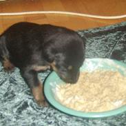 Blanding af racer Whisky