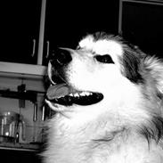 Alaskan malamute unavoq´s cheveyo Cody