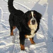 Berner sennenhund Cleo