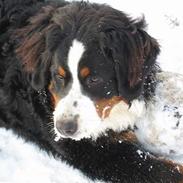 Berner sennenhund Cleo