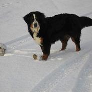 Berner sennenhund Cleo