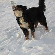 Berner sennenhund Cleo