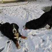 Berner sennenhund Cleo