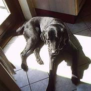 Labrador retriever Max