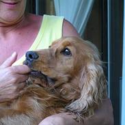Cocker spaniel Bongo