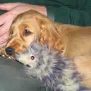 Cocker spaniel Bongo
