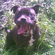 Staffordshire bull terrier Tøzzen