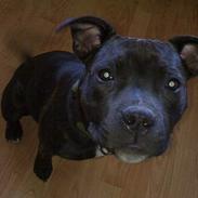 Staffordshire bull terrier Tøzzen