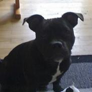 Staffordshire bull terrier Tøzzen