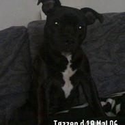 Staffordshire bull terrier Tøzzen