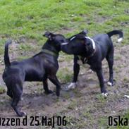 Staffordshire bull terrier Tøzzen