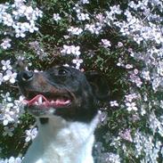 Dansk svensk gaardhund Mulle <3