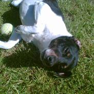 Dansk svensk gaardhund Mulle <3