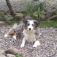 Australian shepherd Katinka
