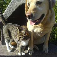 Labrador retriever Penny