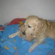 Golden retriever Nanoq