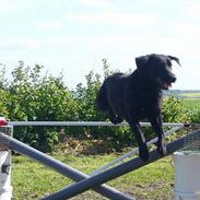 Labrador retriever Fiffy