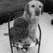 Labrador retriever Penny