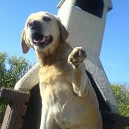 Labrador retriever Penny