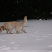 Labrador retriever Dodo AkA BaBzEn