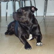 Staffordshire bull terrier Maggie
