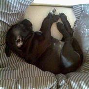 Staffordshire bull terrier Maggie