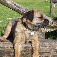 Border terrier Anton 