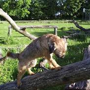 Border terrier Anton 