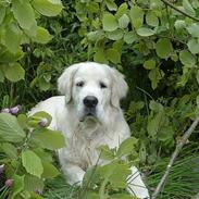 Golden retriever McCartney