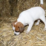 Dansk svensk gaardhund Mille Persille