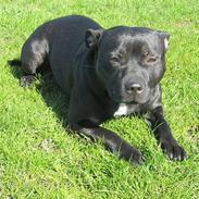 Staffordshire bull terrier Yasmin