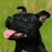 Staffordshire bull terrier Yasmin