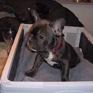 Fransk bulldog - Kira -