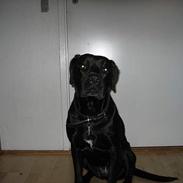 Blanding af racer Amie 