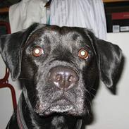 Blanding af racer Amie 